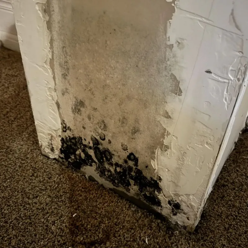 Professional Mold Removal in Show Low, AZ